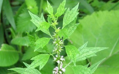 Motherwort, Leonurus cardiaca