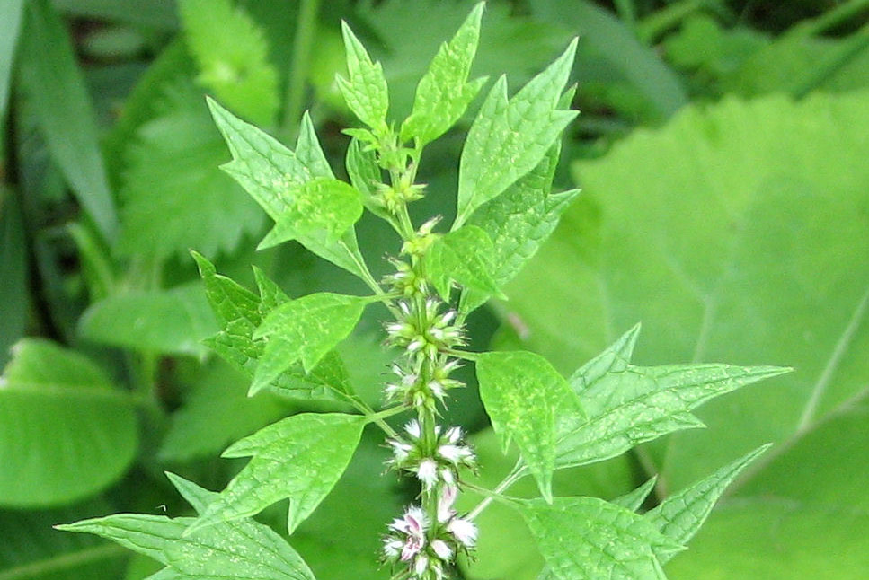 Motherwort, Leonurus cardiaca